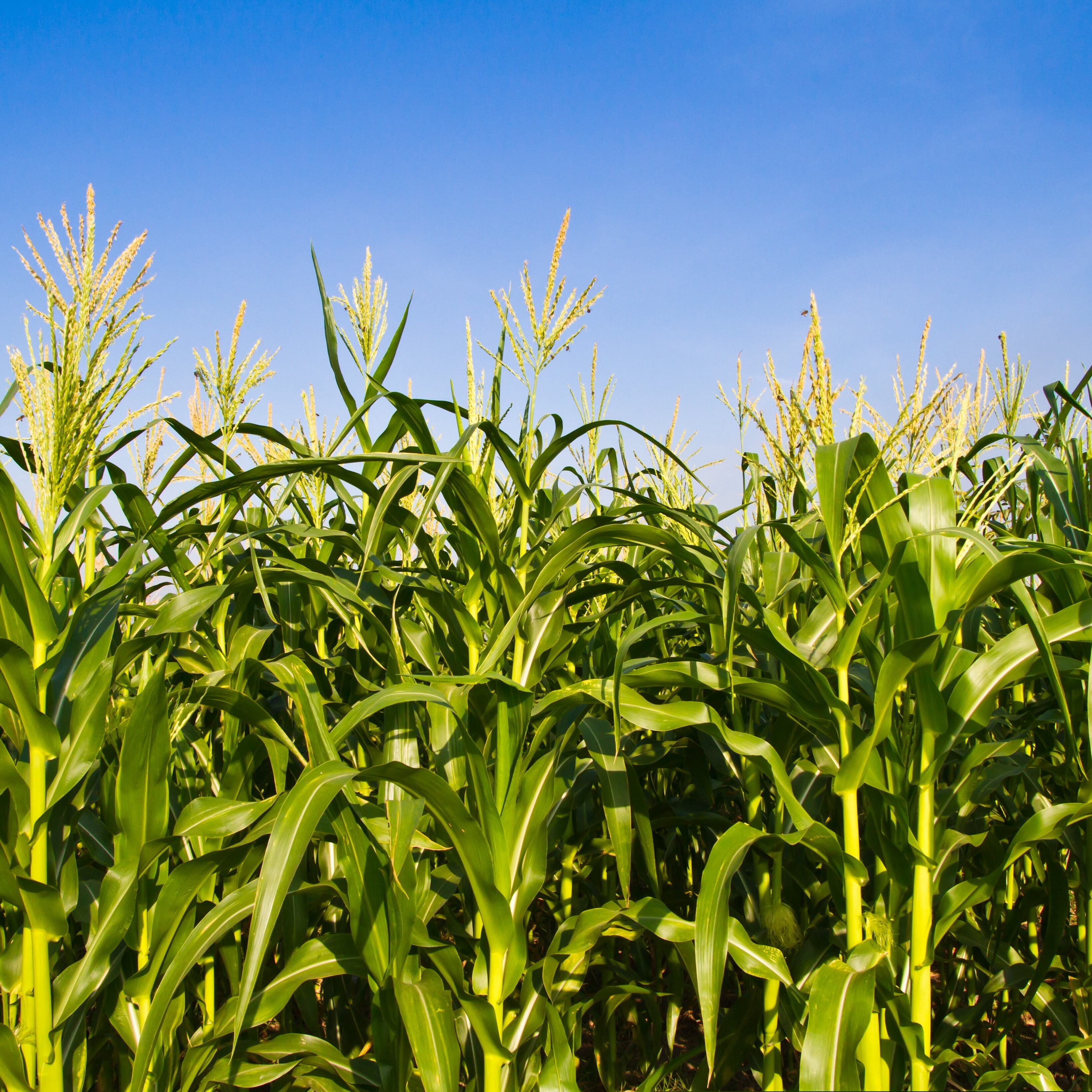 Maize_sq[1].jpg